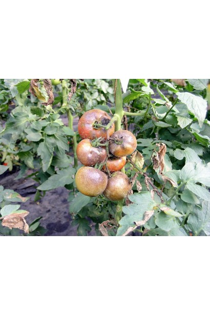 Фітофтороз помідор